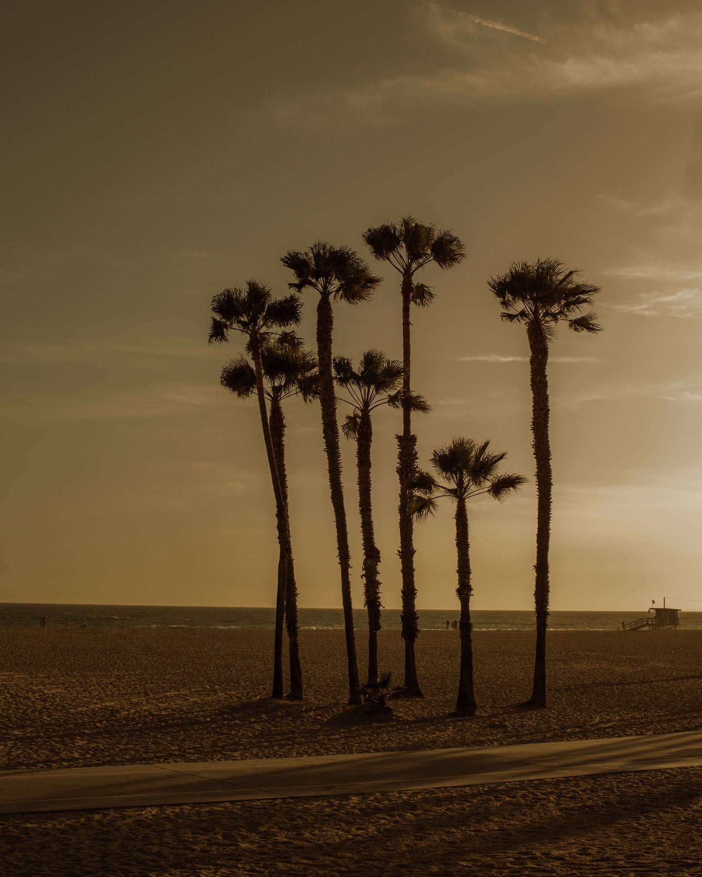 Limited Edition Photographic Print - The Palms (Maya Vidulich)
