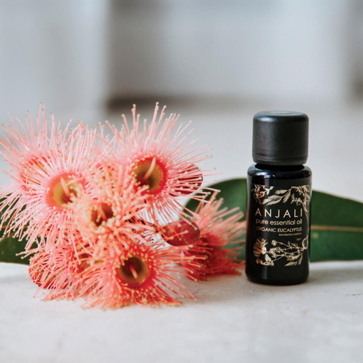 Anjali Eucalyptus Radiata Oil - Hearth Co
