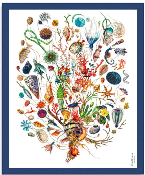 Carthusia Beach Sarong